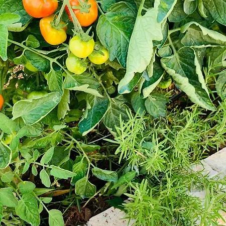 Panzió Mare Chiaro 3*