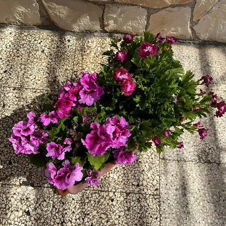 Panzió Mare Chiaro