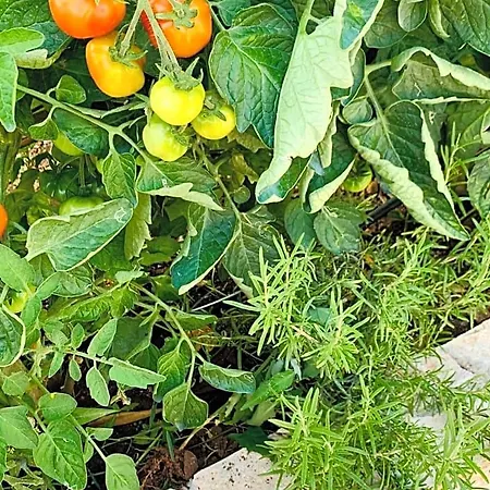 Mare Chiaro לינה וארוחת בוקר טורה ואדו